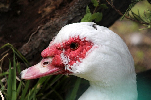 米体：维卡里奥因被自家球迷嘘而失望，考虑加盟国际米兰