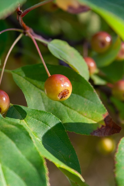 库尔图瓦：“我们是人，我们是人类。看看阿劳霍发生了什么”